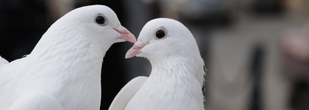 White Dove Release
